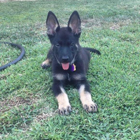 Meet your Posher, Kevin - Picture 1 of 1